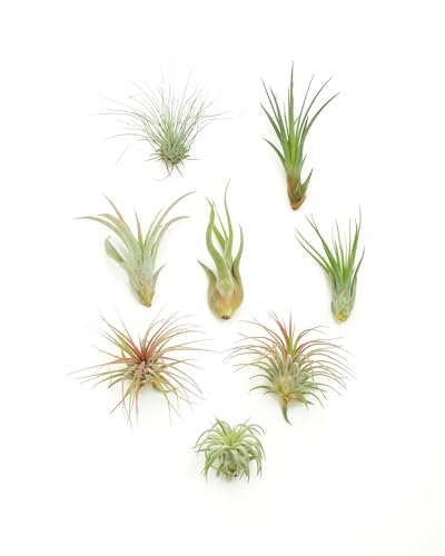 Shop Succulents | Assorted Collection of Live Air Plants, Hand Selected Variety Pack of Air Succulents | Collection of 8